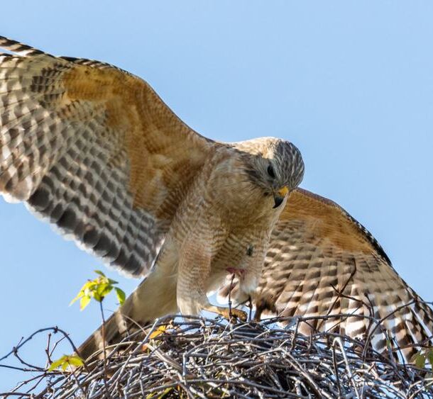 Arthur R. Marshall Loxahatchee Wildlife Refuge - boyntonbeachvacationrental