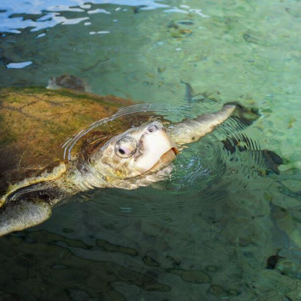 Gumbo Limbo Nature Center - boyntonbeachvacationrental